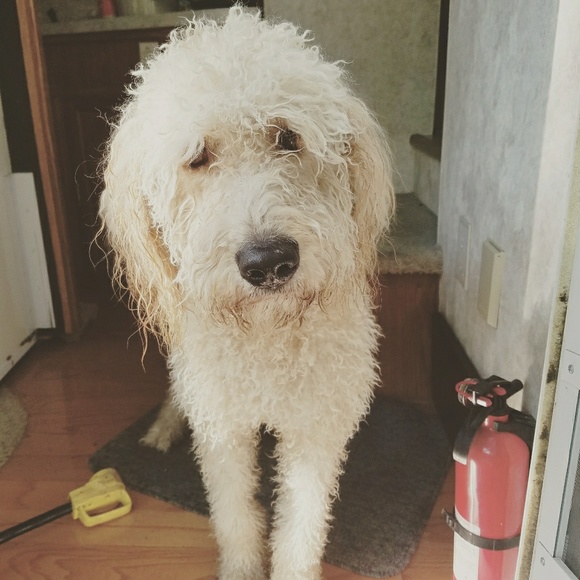 Meet your Posher, Sarah - Picture 7 of 8